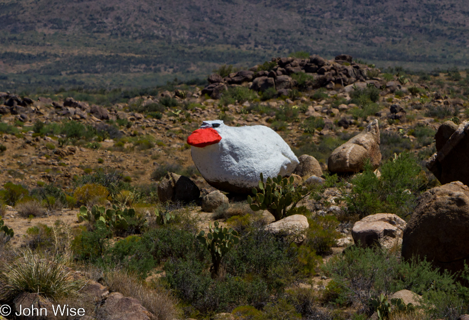 A rare rock duck indigenous to the Arizona desert