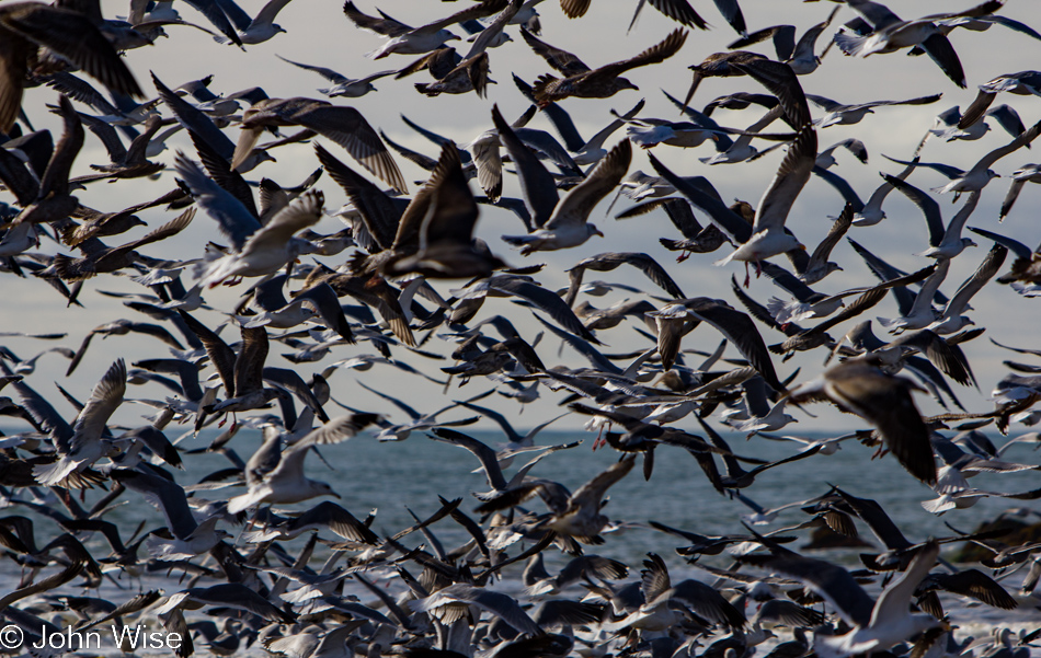 Flock of seagulls in California
