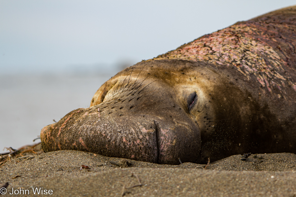 Elephant Seal near Piedras Blancas, California