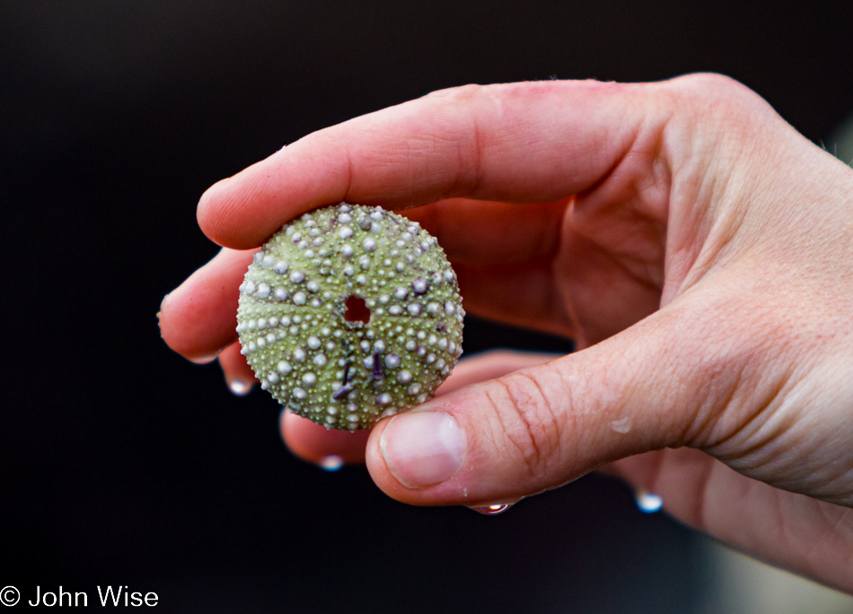 Sea urchin shell found on the beach in Big Sur, California