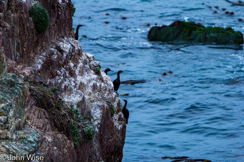 Sea birds sitting cliffside in Pacific Valley near Big Sur, California
