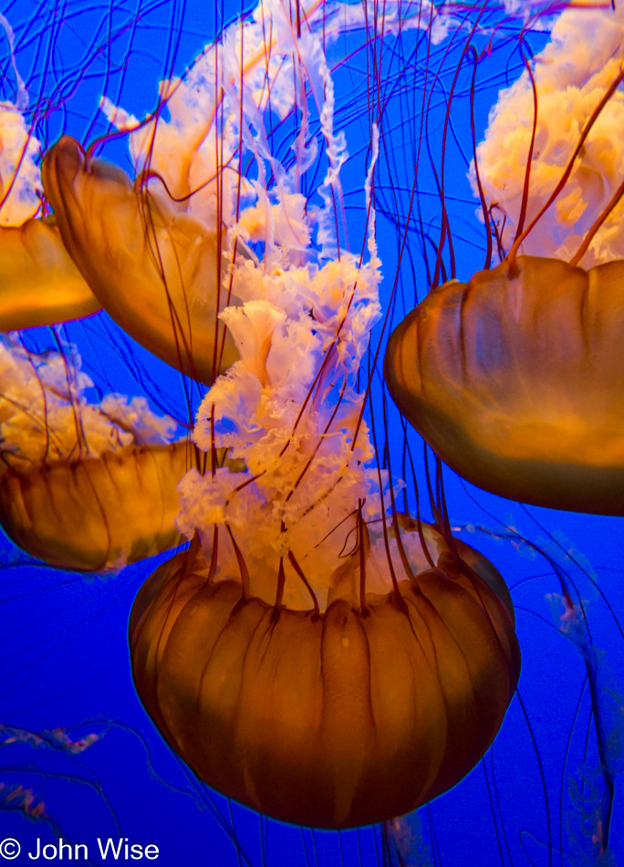 Jellyfish at the Monterey Bay Aquarium