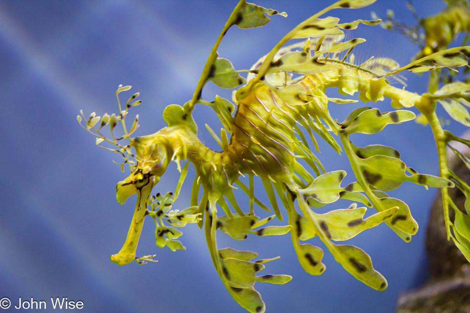 Seahorse at the Monterey Bay Aquarium