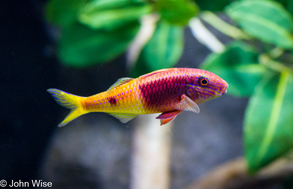 A little fishy at the Monterey Bay Aquarium