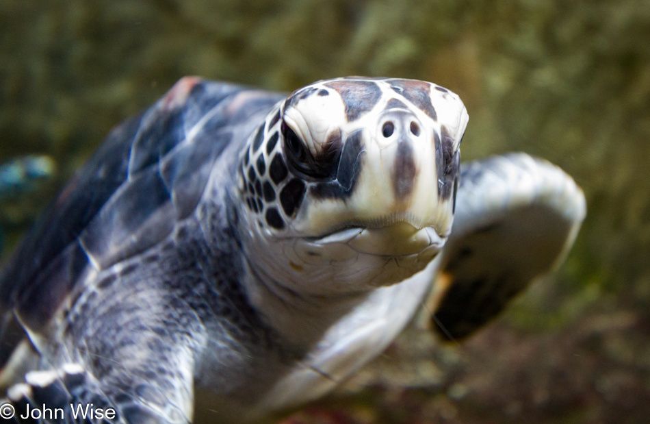 Turtle at the Monterey Bay Aquarium