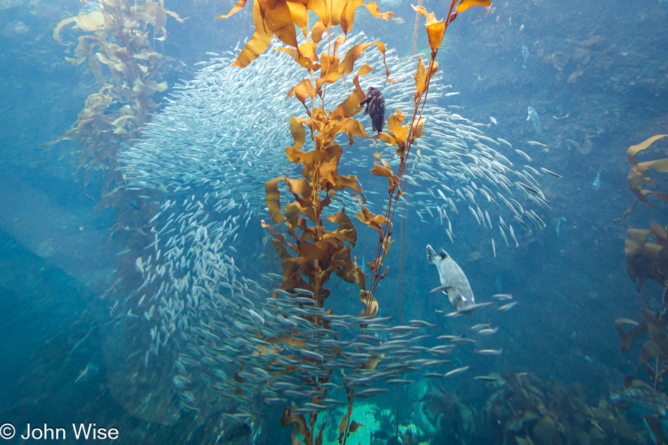 Inside the kelp forest at the Monterey Bay Aquarium