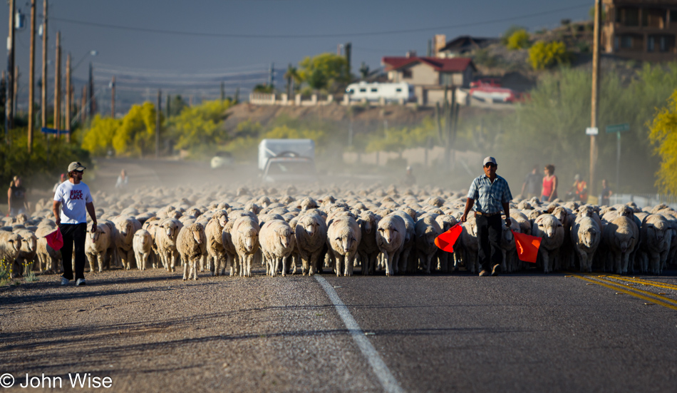 Out in the far east valley of Mesa, Arizona following a sheep drive as a heard of 2000 sheep are taken north for the summer