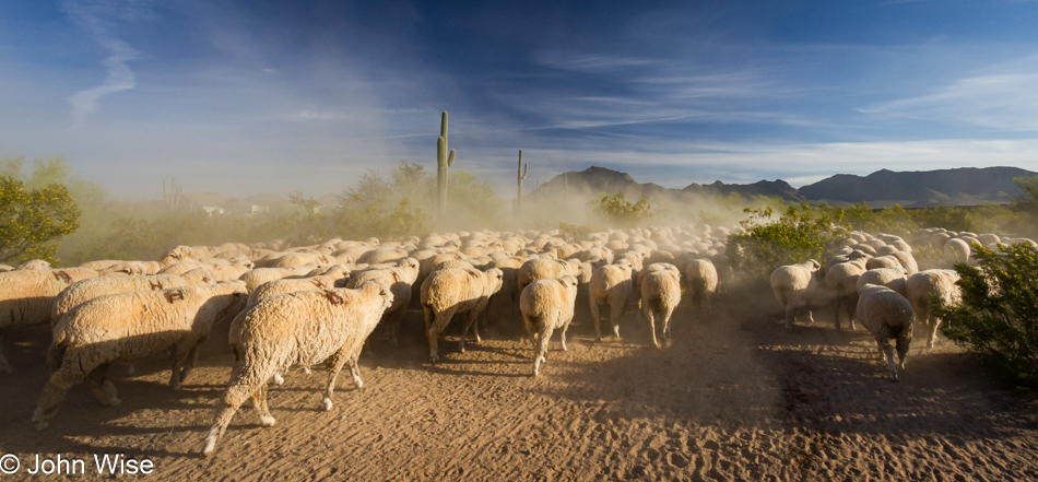 Out in the far east valley of Mesa, Arizona following a sheep drive as a heard of 2000 sheep are taken north for the summer