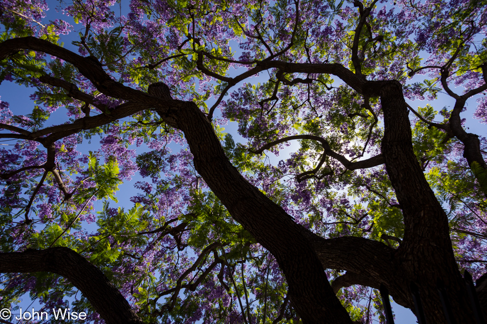 A Royal Paulownia in bloom street side in Los Angeles, California