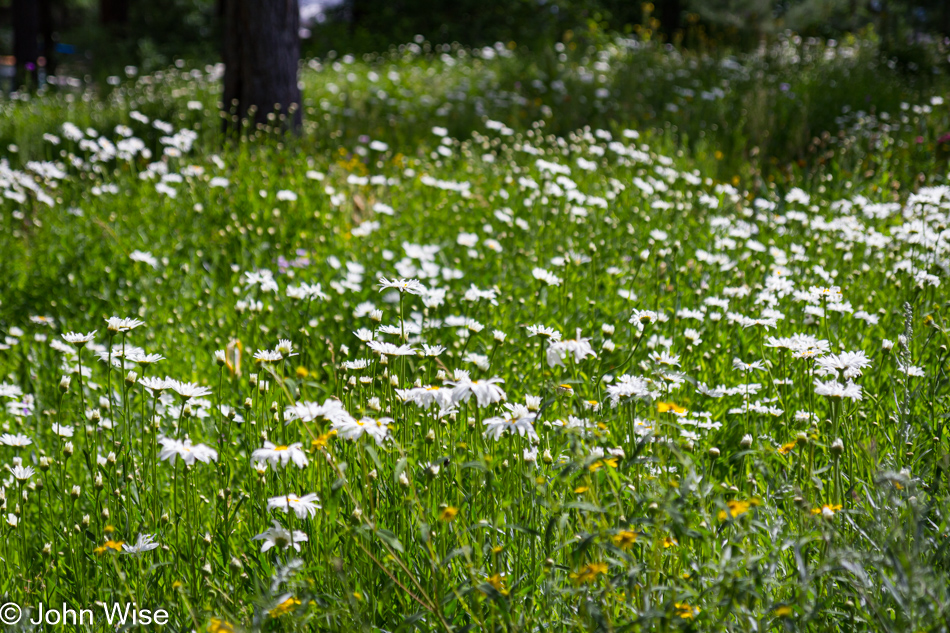 Wildflowers north of Vallecito Reservoir about 30 miles northeast of Durango, Colorado