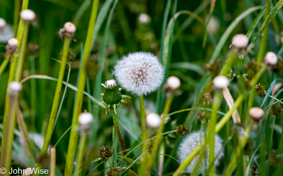 A dandelion gone to seed, also known as a wish.