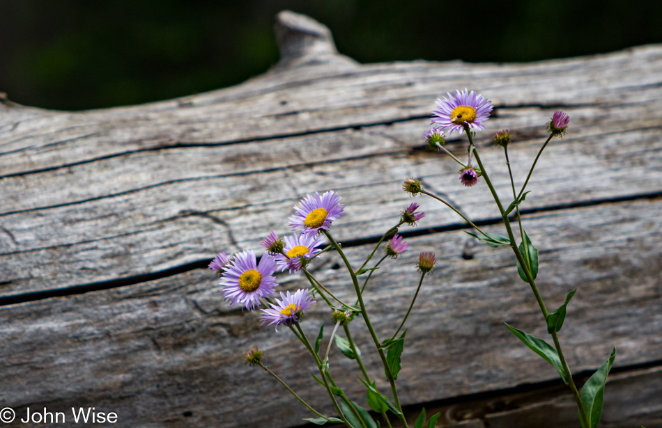 Wildflowers roadside north of Durango, Colorado