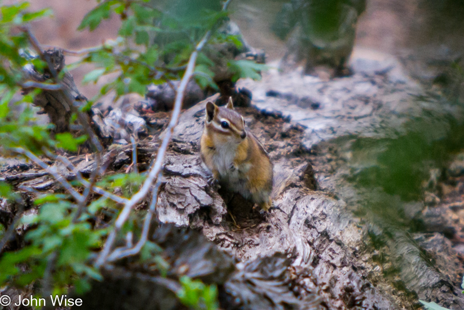 A chipmunk hiding in the brush in the mountains north of Durango, Colorado