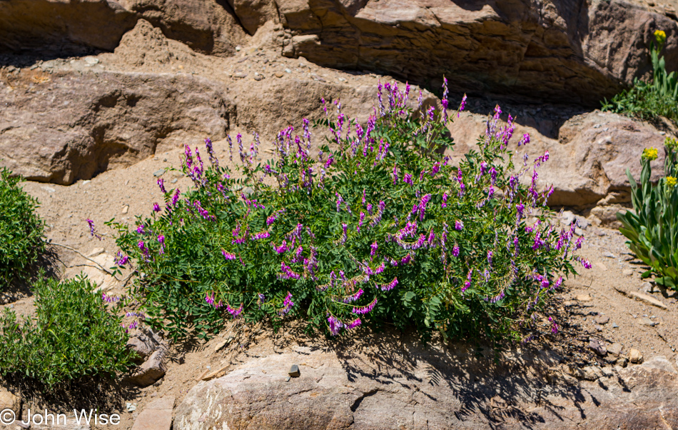 Purple flowers growing from some random roadside plant in a tablespoon of soil on a rock north of Durango, Colorado