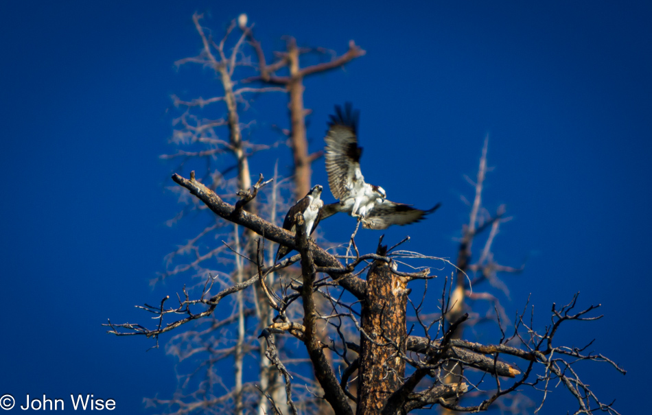 Two osprey starting to build a tree top nest next to Vallecito Reservoir in Bayfield, Colorado