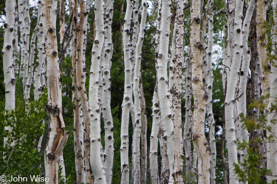 Aspen stand off the Redrock Highway in northern Arizona on the Navajo Reservation