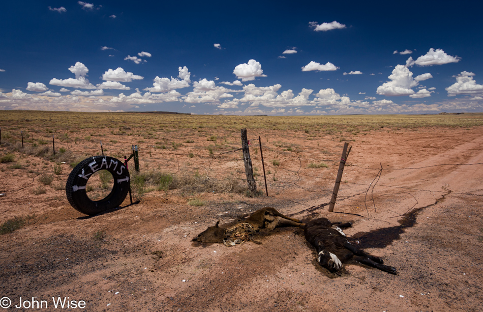 Two dead calves roadside on the Navajo Reservation