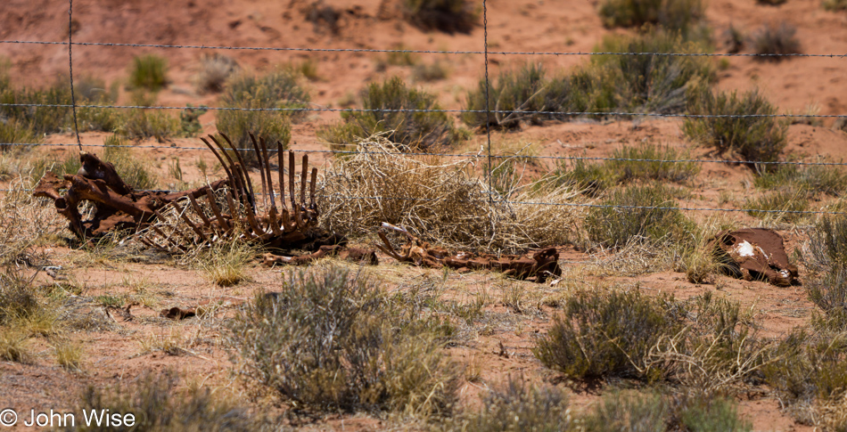 Dead horse on the Navajo Reservation, Arizona