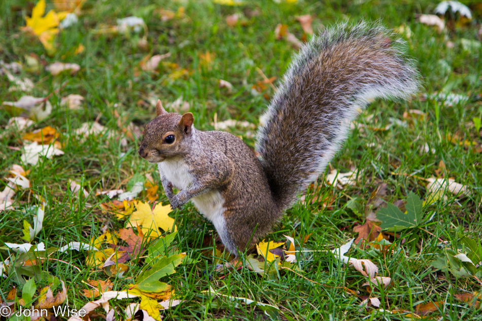 A French squirrel in Montreal, Canada