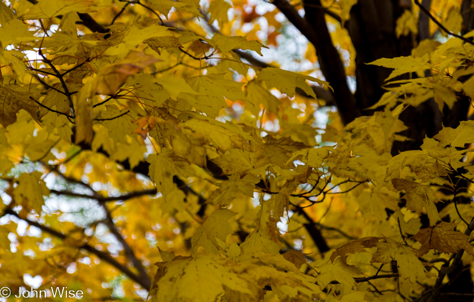 Autumn leaves on the French Canadian countryside 