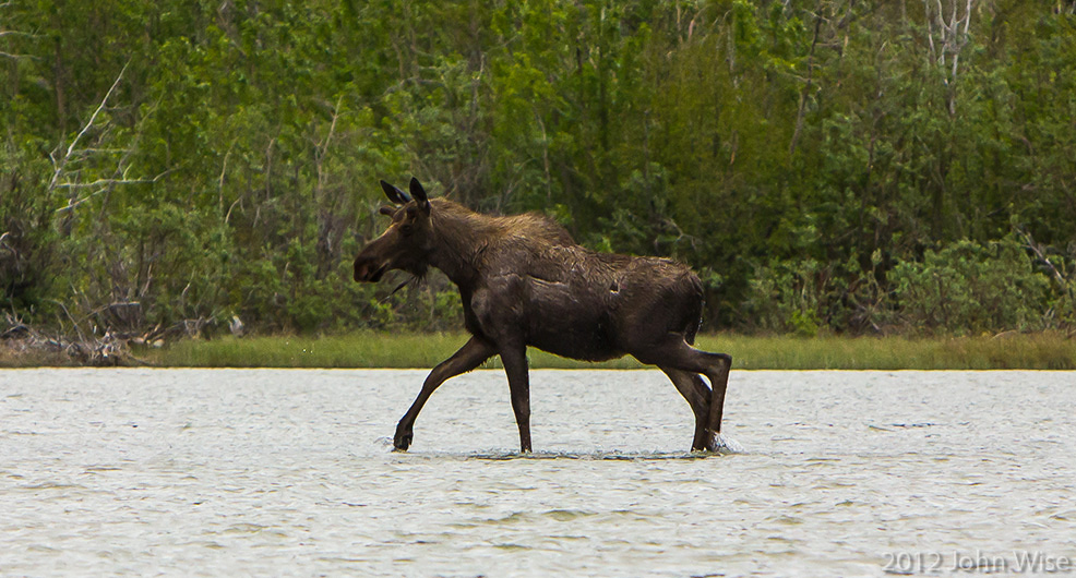 Female moose crossing the Alsek River in Kluane National Park / Yukon, Canada