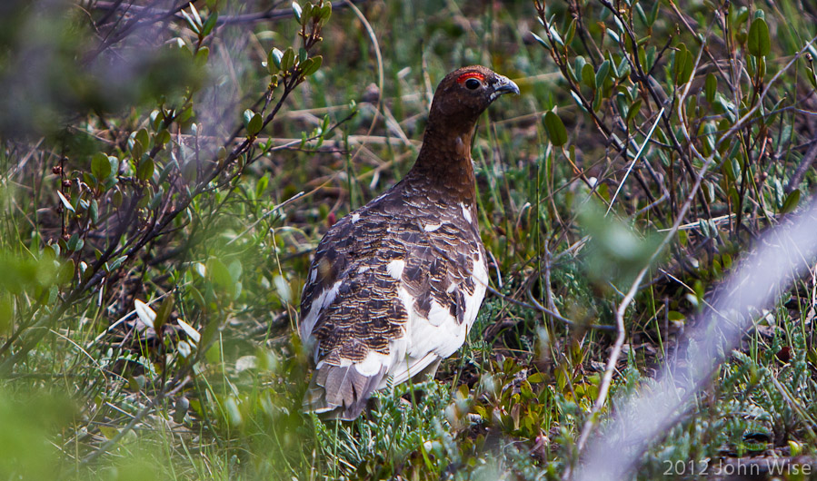 A ptarmigan bird near Alsek River in the Yukon, Canada