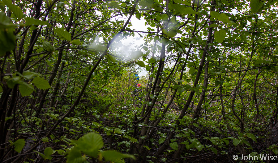 Bushwhacking through the muck and thick growth on our way to Walker Glacier in the state of Alaska