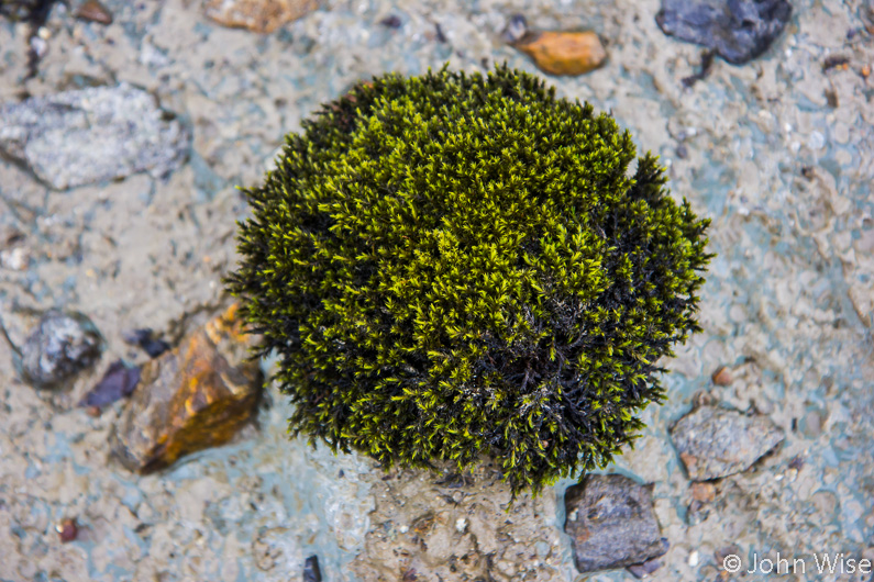 Moss growing on ice at Walker Glacier next to the Alsek River in Alaska