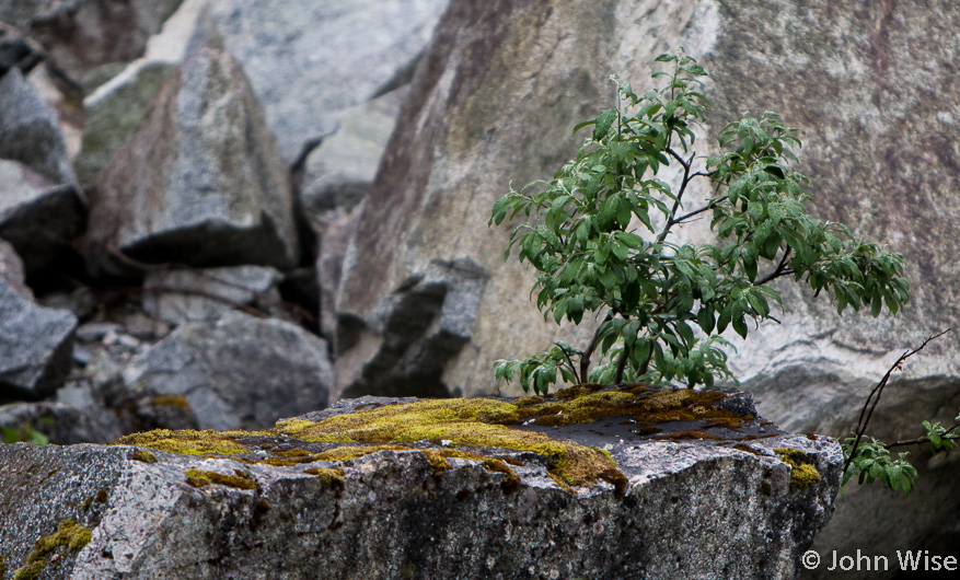 Rock, moss, plant - because it just looks cool. Off the Alsek River in British Columbia, Canada