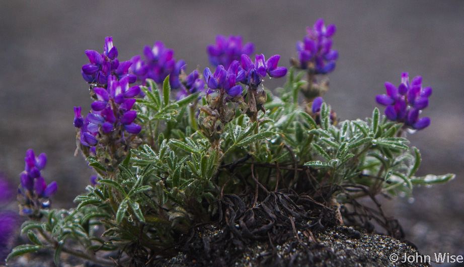 Purple flowers near the confluence of the Tatshenshini and Alsek Rivers in British Columbia, Canada