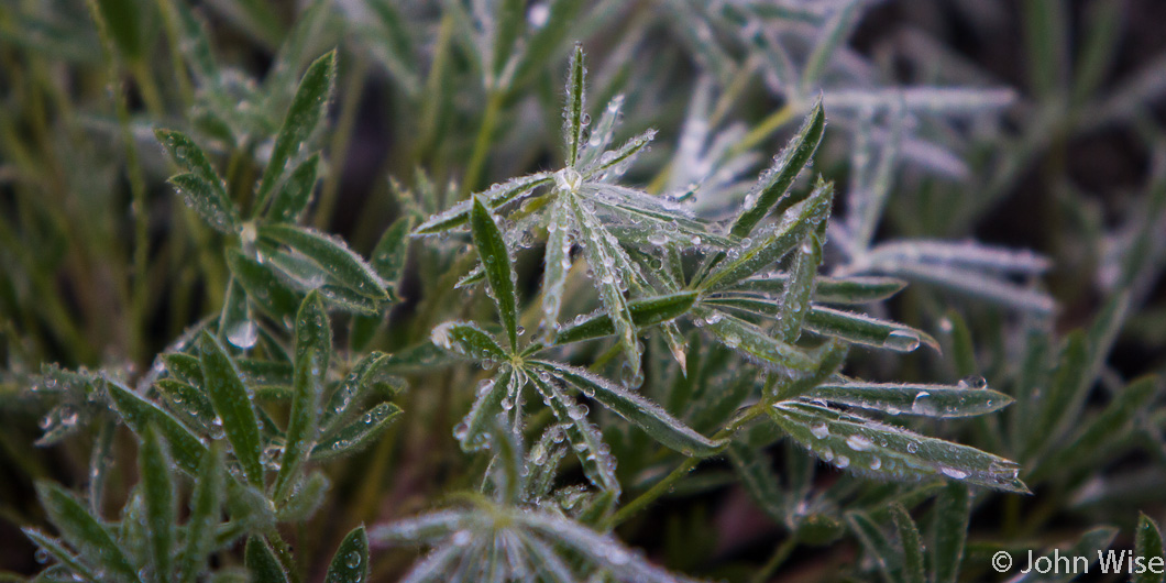 Water droplets collecting in the damp environment next to the Tatshenshini-Alsek confluence in British Columbia, Canada