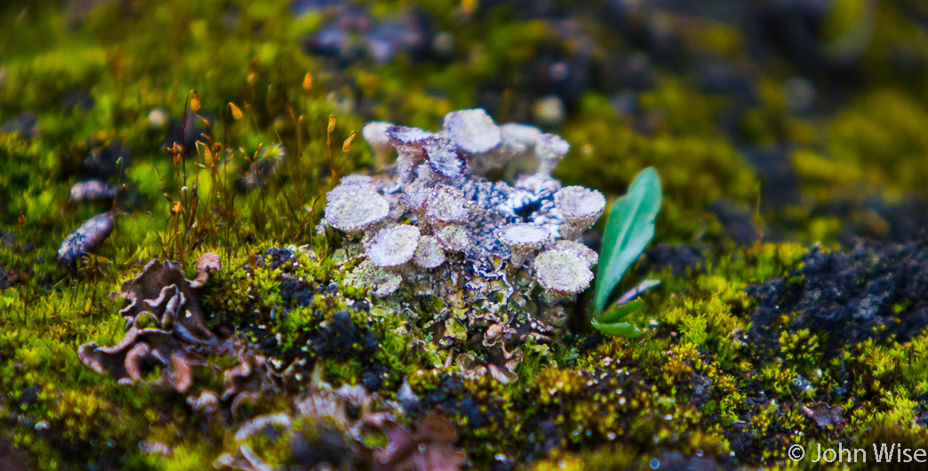 A cluster of mushrooms looking dandy next to the confluence of the Tatshenshini-Alsek Rivers in British Columbia, Canada