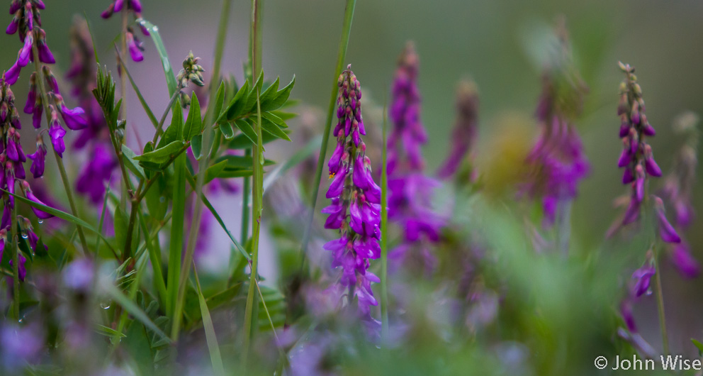 Wildflowers off the Alsek River in Alaska