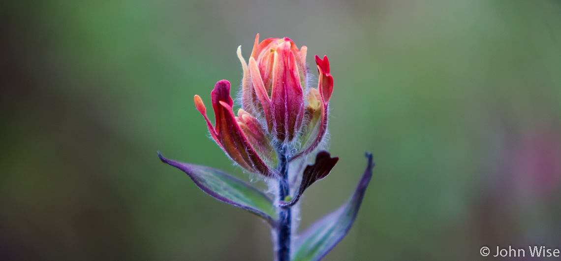 The most beautiful flower ever found next to the Alsek River in Alaska.