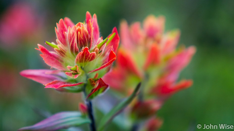 The wildflowers burst forth in colors that damage the eyes. Next to the Alsek River in Alaska