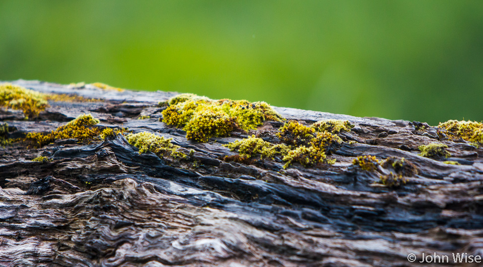 We too would like to sit atop a log and grow like moss here in Alaska