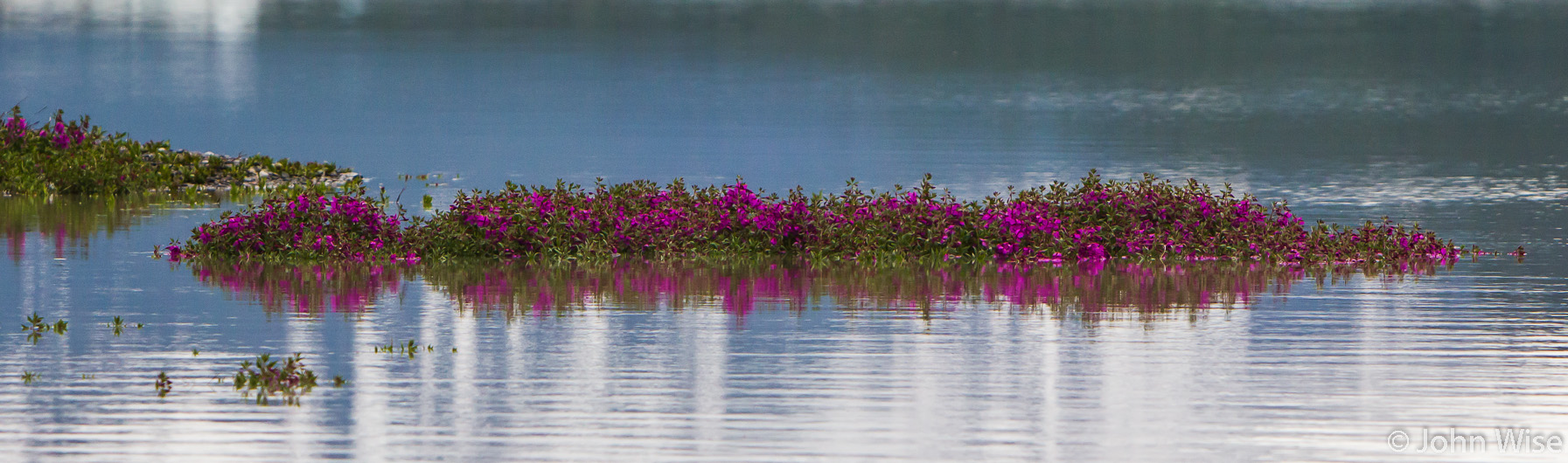 Wildflowers growing right out of the water on ground that is just inches higher than the earth around it that the lake now covers. On Alsek Lake in Alaska