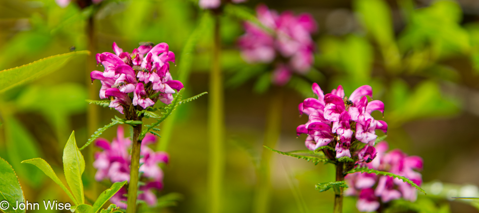 Sudeten Lousewort in bloom - also known as fernweed; Juneau, Alaska. The Latin name is Pedicularis sudetica