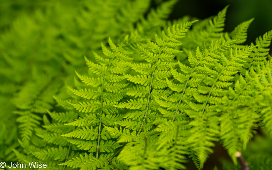 A fern growing adjacent to the Mendenhall glacier in Juneau, Alaska