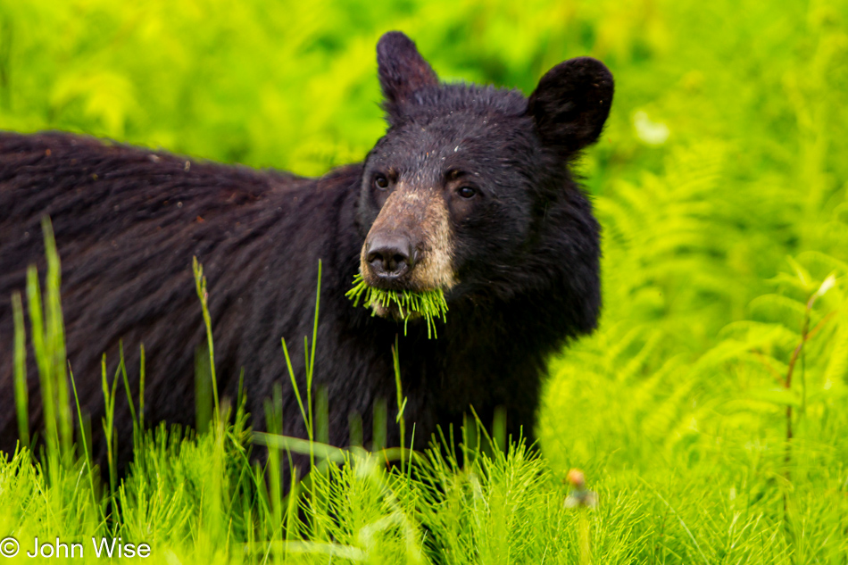 A black bear noshing on some fine greenery in Juneau, Alaska