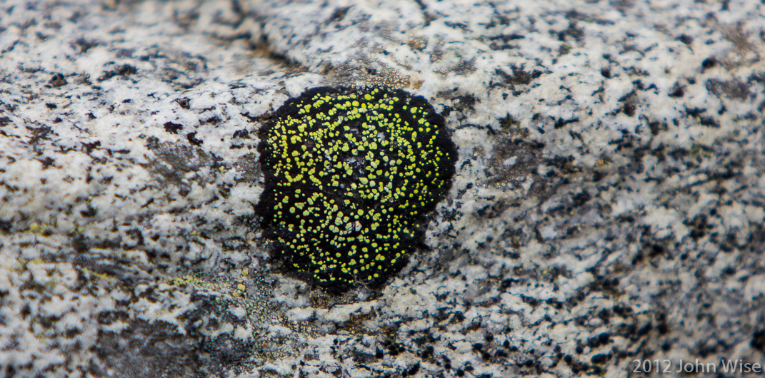 Green lichen growing on a black patch of I don't know in Kluane National Park Yukon, Canada