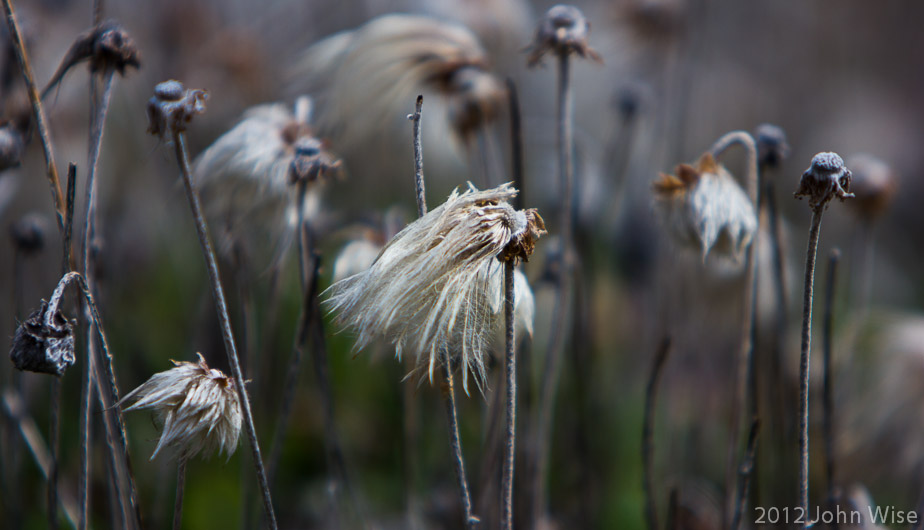 Flowers beyond their prime in Kluane National Park Yukon, Canada