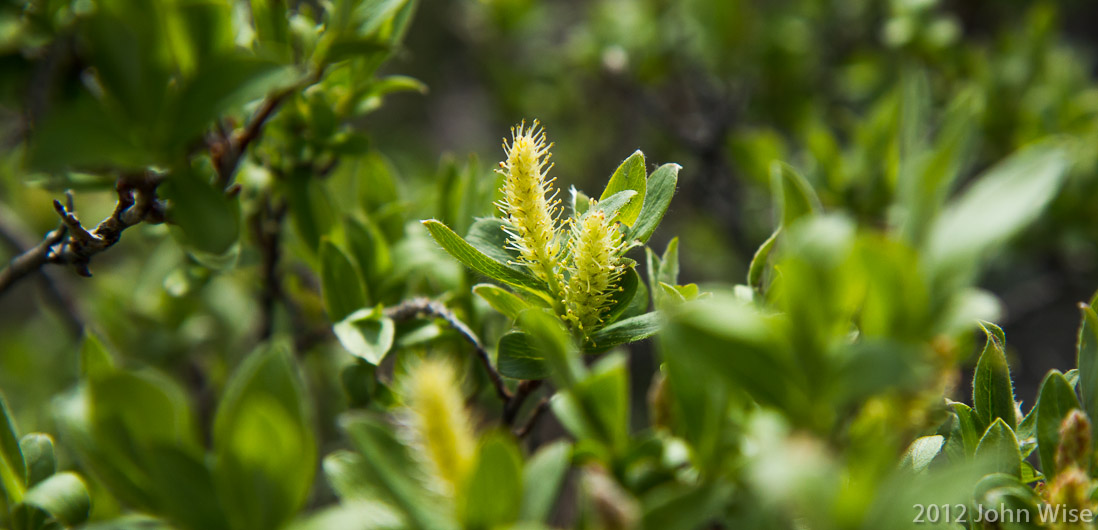 Soft and fragile blooms are also an element of the landscape in Kluane National Park Yukon, Canada