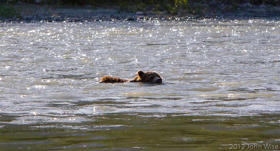 A grizzly bear swimming across the Alsek River in Kluane National Park Yukon, Canada