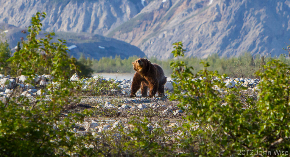 Behold the mighty grizzly bear in Kluane National Park Yukon, Canada