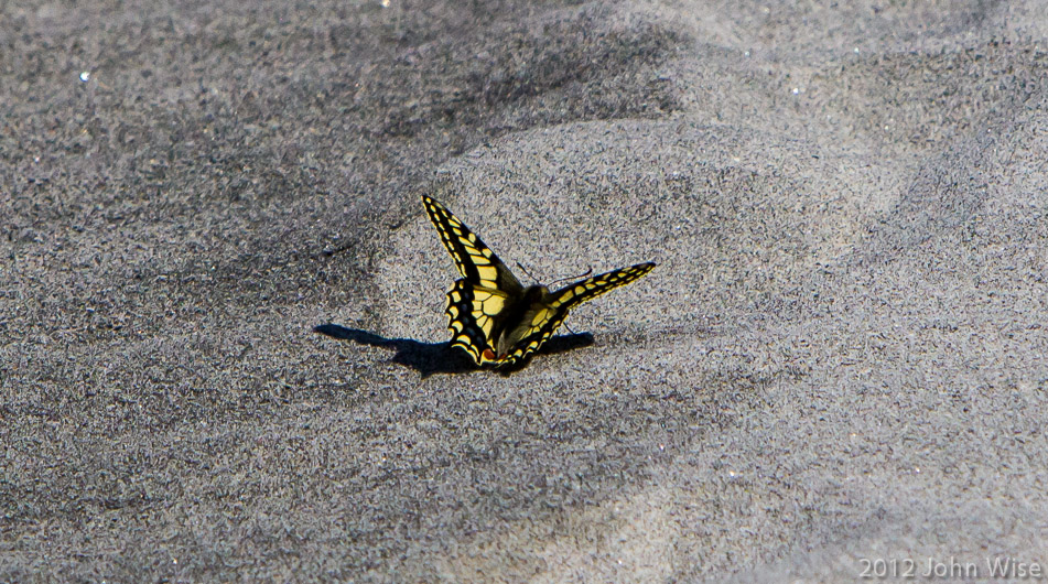 A swallowtail butterfly on shore near the Alsek River in Kluane National Park Yukon, Canada