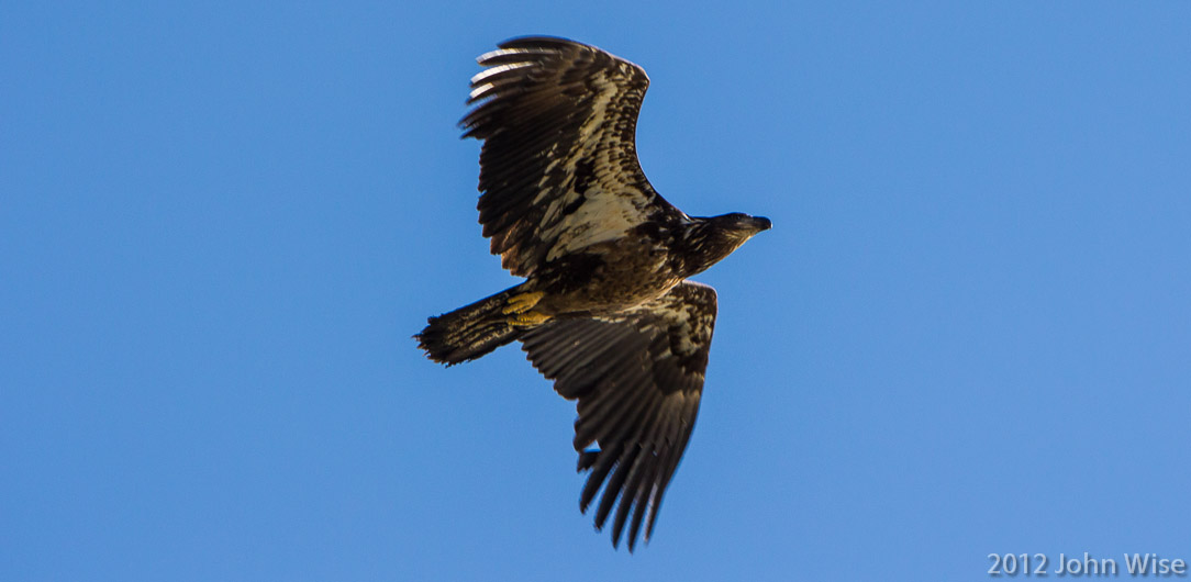 A juvenile bald eagle in Tatshenshini-Alsek Provincial Park British Columbia, Canada