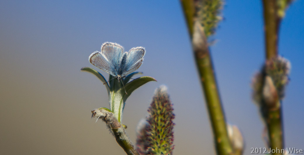 A Northern Blue Butterfly in Tatshenshini-Alsek Provincial Park British Columbia, Canada