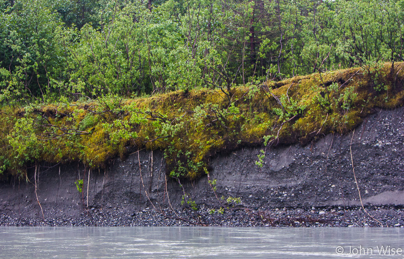 The forest carpet hangs dangling over the edge where the river has washed away the supporting soil below it. On the Alsek River in Alaska