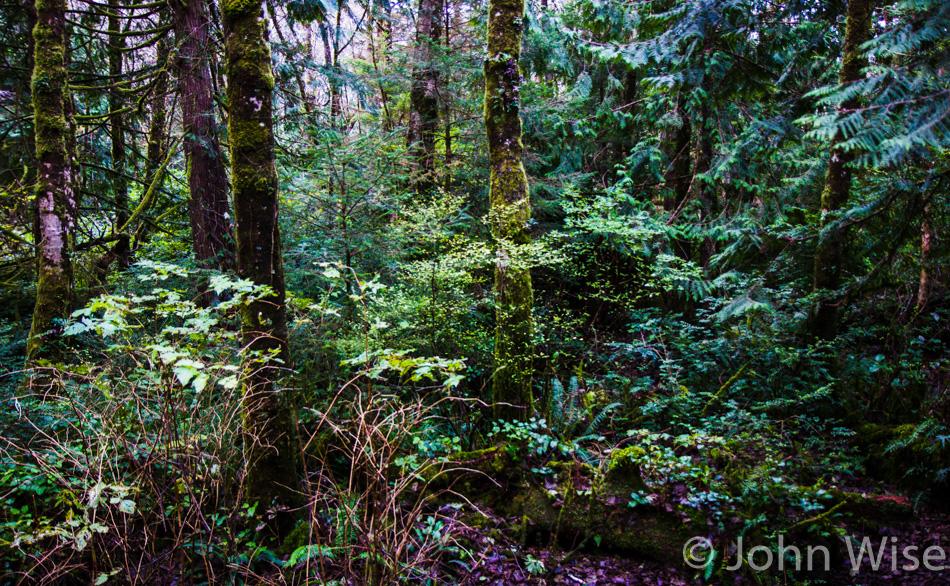 View from our yurt on the Oregon coast